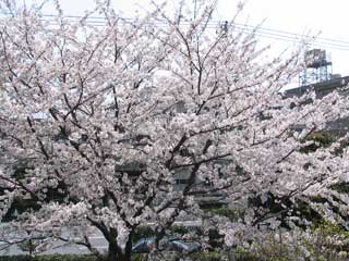 cherryblossoms2005.jpg