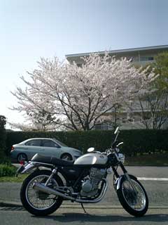 cherryblossomwithgb250.jpg